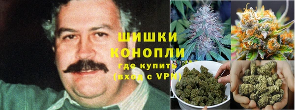 сатива Верея