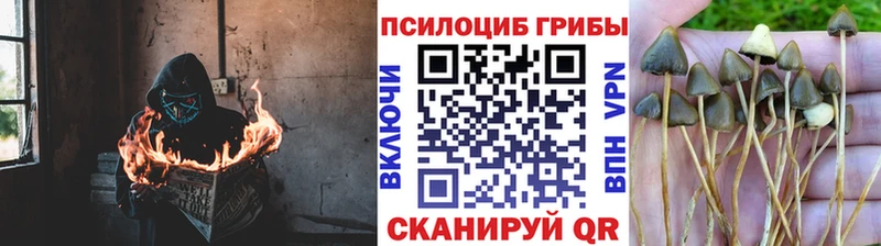 Галлюциногенные грибы MAGIC MUSHROOMS  Старый Оскол 